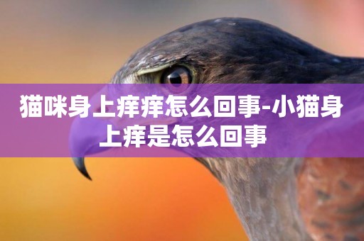 貓咪身上癢癢怎么回事-小貓身上癢是怎么回事