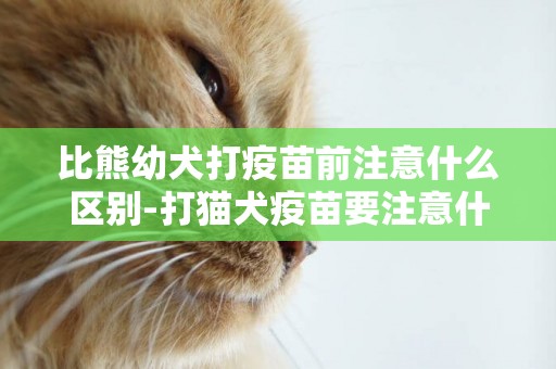 比熊幼犬打疫苗前注意什么區別-打貓犬疫苗要注意什么區別