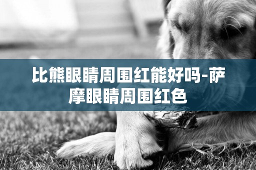 比熊眼睛周圍紅能好嗎-薩摩眼睛周圍紅色