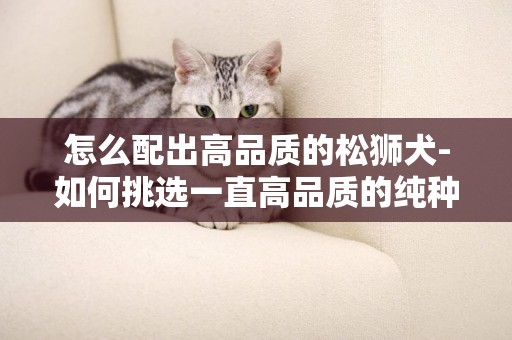 怎么配出高品質的松獅犬-如何挑選一直高品質的純種松獅幼犬