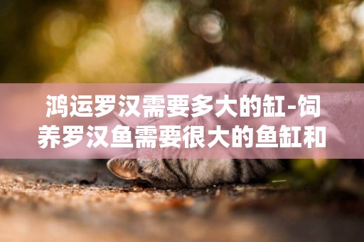 鴻運羅漢需要多大的缸-飼養羅漢魚需要很大的魚缸和很強過濾系統嗎