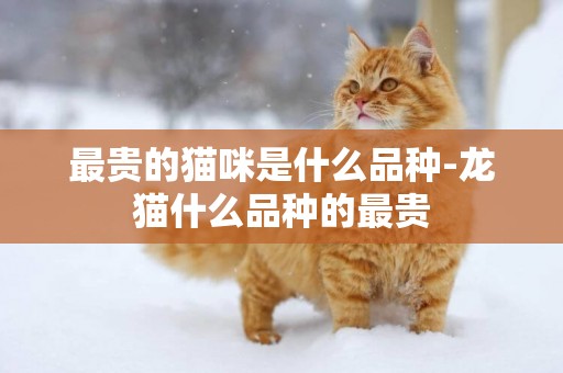 最貴的貓咪是什么品種-龍貓什么品種的最貴