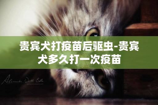 貴賓犬打疫苗后驅蟲-貴賓犬多久打一次疫苗