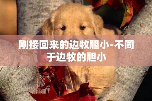 剛接回來的邊牧膽小-不同于邊牧的膽小