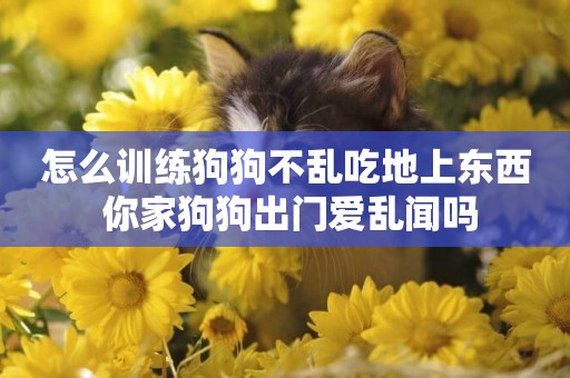 怎么訓練狗狗不亂吃地上東西 你家狗狗出門愛亂聞嗎
