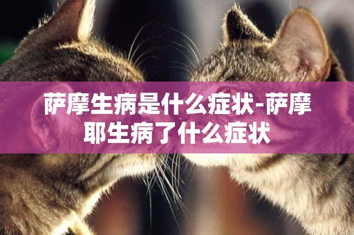 薩摩生病是什么癥狀-薩摩耶生病了什么癥狀