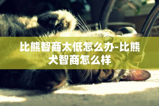 比熊智商太低怎么辦-比熊犬智商怎么樣