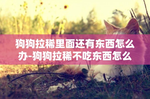 狗狗拉稀里面還有東西怎么辦-狗狗拉稀不吃東西怎么辦