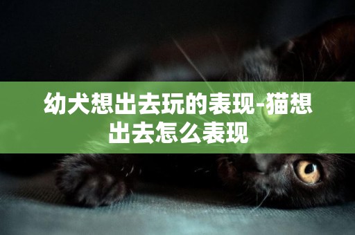 幼犬想出去玩的表現-貓想出去怎么表現