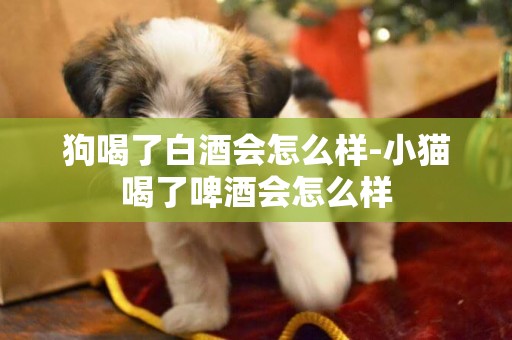 狗喝了白酒會怎么樣-小貓喝了啤酒會怎么樣
