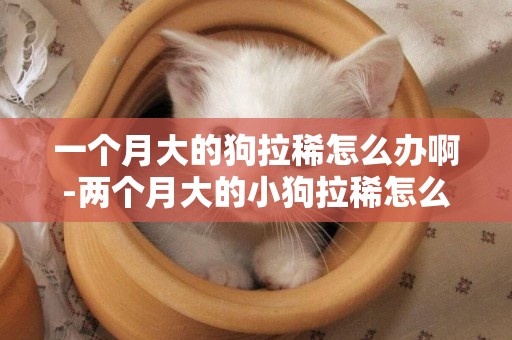 一個月大的狗拉稀怎么辦啊-兩個月大的小狗拉稀怎么辦