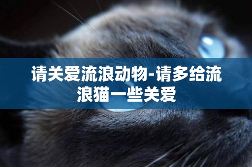 請關愛流浪動物-請多給流浪貓一些關愛