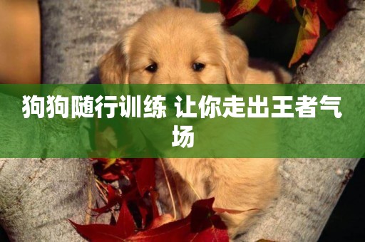 狗狗隨行訓練 讓你走出王者氣場