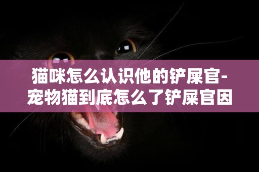 貓咪怎么認識他的鏟屎官-寵物貓到底怎么了鏟屎官因何而起