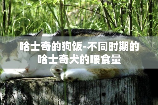 哈士奇的狗飯-不同時期的哈士奇犬的喂食量