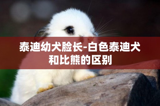 泰迪幼犬臉長-白色泰迪犬和比熊的區別