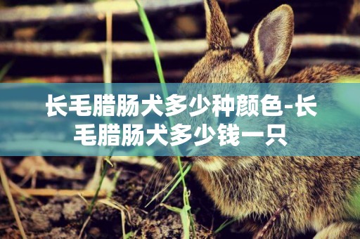 長毛臘腸犬多少種顏色-長毛臘腸犬多少錢一只