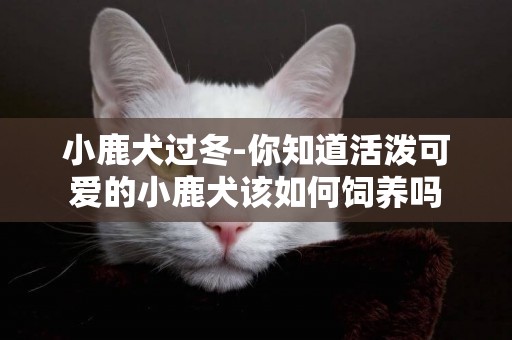 小鹿犬過冬-你知道活潑可愛的小鹿犬該如何飼養嗎