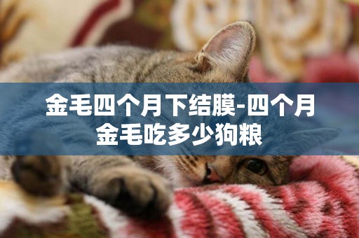 金毛四個月下結膜-四個月金毛吃多少狗糧