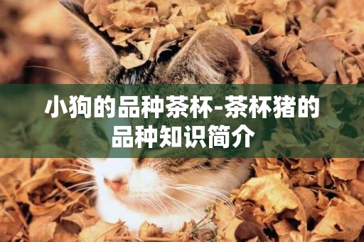 小狗的品種茶杯-茶杯豬的品種知識簡介