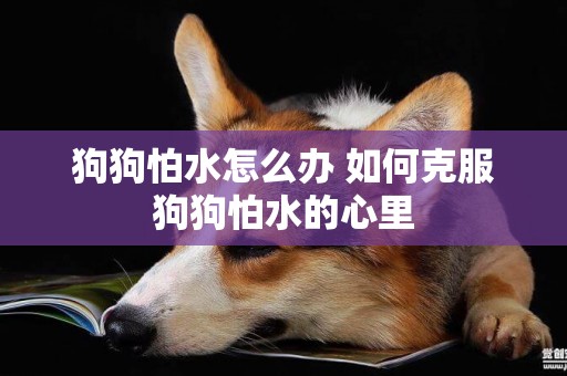 狗狗怕水怎么辦 如何克服狗狗怕水的心里