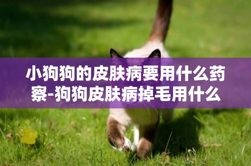 小狗狗的皮膚病要用什么藥察-狗狗皮膚病掉毛用什么藥