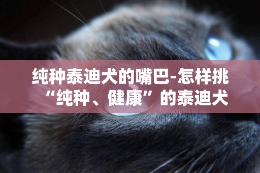 純種泰迪犬的嘴巴-怎樣挑“純種、健康”的泰迪犬