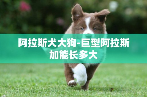 阿拉斯犬大狗-巨型阿拉斯加能長多大