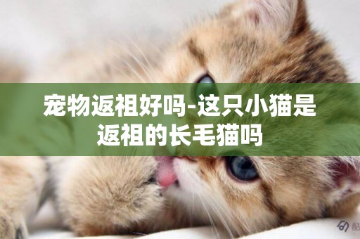 寵物返祖好嗎-這只小貓是返祖的長毛貓嗎
