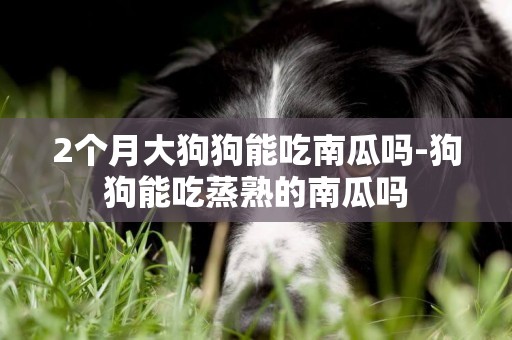 2個月大狗狗能吃南瓜嗎-狗狗能吃蒸熟的南瓜嗎