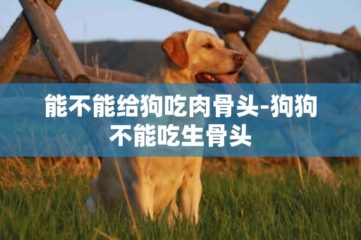 能不能給狗吃肉骨頭-狗狗不能吃生骨頭