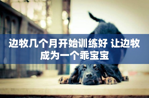 邊牧幾個月開始訓練好 讓邊牧成為一個乖寶寶