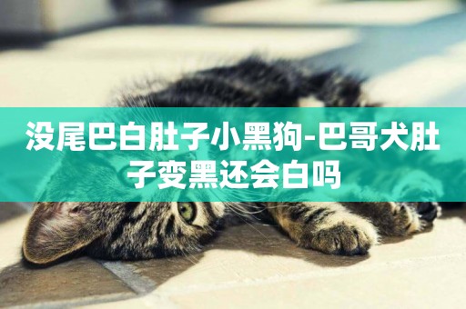 沒尾巴白肚子小黑狗-巴哥犬肚子變黑還會白嗎