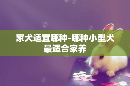 家犬適宜哪種-哪種小型犬最適合家養