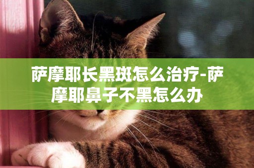 薩摩耶長黑斑怎么治療-薩摩耶鼻子不黑怎么辦