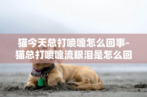 貓今天總打噴嚏怎么回事-貓總打噴嚏流眼淚是怎么回事