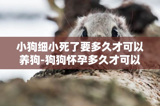 小狗細小死了要多久才可以養狗-狗狗懷孕多久才可以生