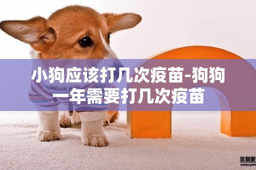 小狗應該打幾次疫苗-狗狗一年需要打幾次疫苗