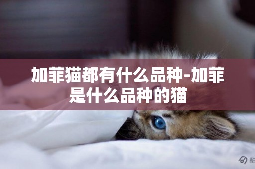 加菲貓都有什么品種-加菲是什么品種的貓