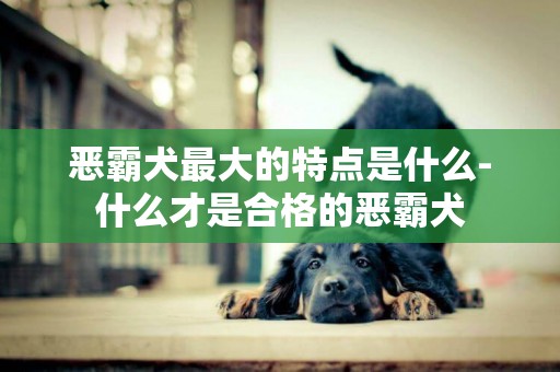 惡霸犬最大的特點是什么-什么才是合格的惡霸犬
