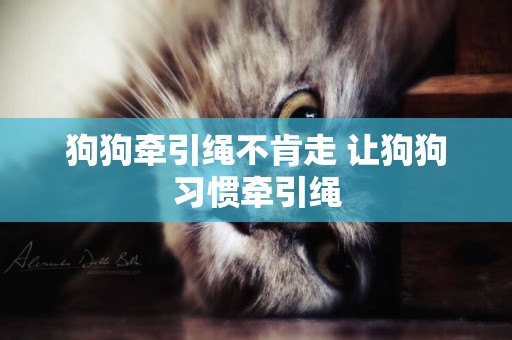 狗狗牽引繩不肯走 讓狗狗習慣牽引繩