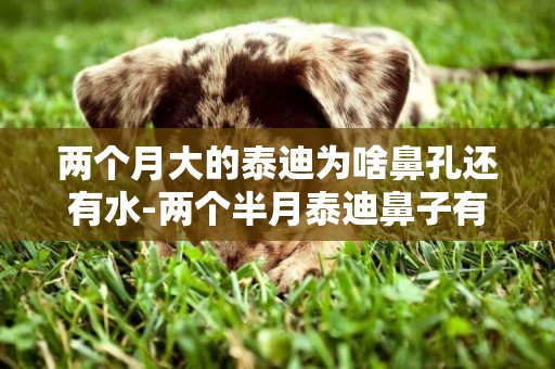 兩個月大的泰迪為啥鼻孔還有水-兩個半月泰迪鼻子有水