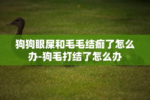 狗狗眼屎和毛毛結痂了怎么辦-狗毛打結了怎么辦