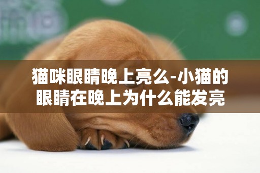 貓咪眼睛晚上亮么-小貓的眼睛在晚上為什么能發亮