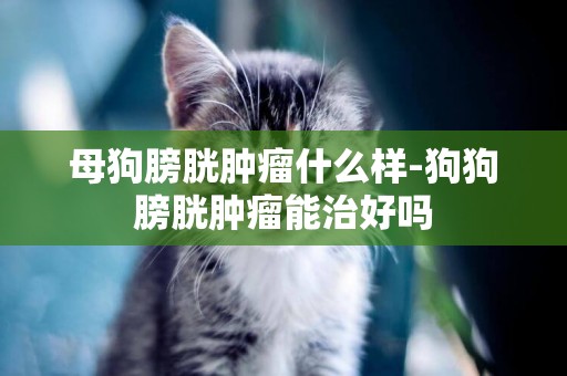 母狗膀胱腫瘤什么樣-狗狗膀胱腫瘤能治好嗎