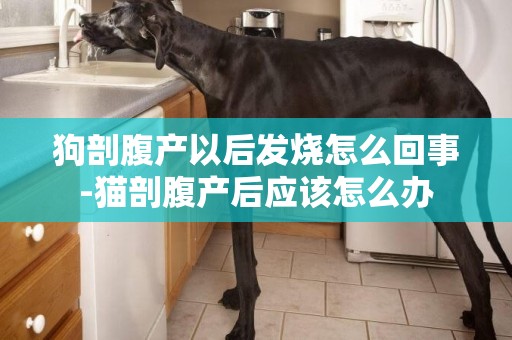 狗剖腹產以后發燒怎么回事-貓剖腹產后應該怎么辦