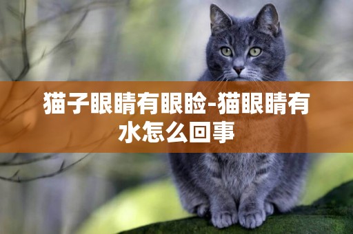 貓子眼睛有眼瞼-貓眼睛有水怎么回事