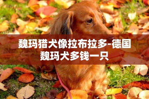 魏瑪獵犬像拉布拉多-德國魏瑪犬多錢一只