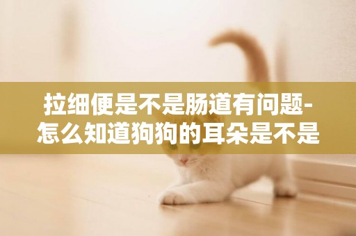 拉細便是不是腸道有問題-怎么知道狗狗的耳朵是不是有問題