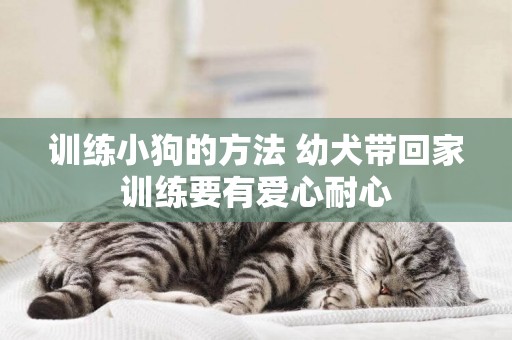 訓練小狗的方法 幼犬帶回家訓練要有愛心耐心